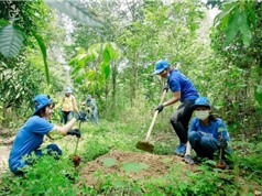 Việt Nam thu 51,5 triệu USD từ việc bán tín chỉ carbon rừng